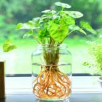Amazing Indoor Plants That Grow In Water