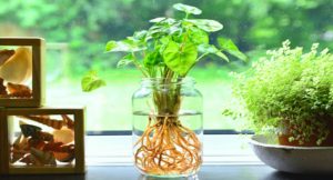 Read more about the article Amazing Indoor Plants That Grow In Water